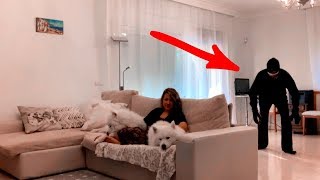 Пранк Самоеды Собаки Улыбаки и Грабитель. maxnharley Пранк Самоеды Собаки Улыбаки и Грабитель. maxnharley