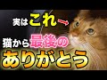 【完全版】猫が亡くなる前に大好きな人に見せる行動4選