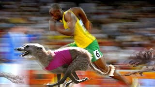 Top 10 Dogs That Can Run Faster Than Usain Bolt by IPet Guides 291 views 4 weeks ago 4 minutes, 41 seconds