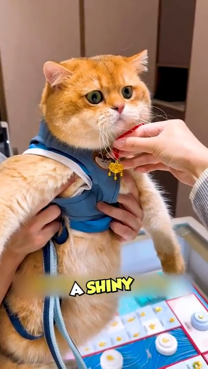 This cat got a necklace #shorts