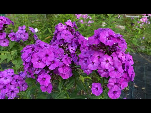 Video: Reproduktion Von Phlox: Wie Und Wann Pflanzen? Merkmale Der Teilung Des Busches Im Herbst. Regeln Zur Aussaat Und Weitere Pflege