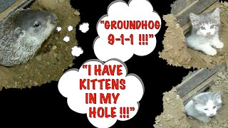 Kittens share Groundhogs Hole.     #groundhog #kittens