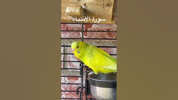 #سورة_الأنبياء #قرآن #محمد_الفقيه #اليمن #اكسبلور #العراق #طيور_حب #quran #birds #america #budgies