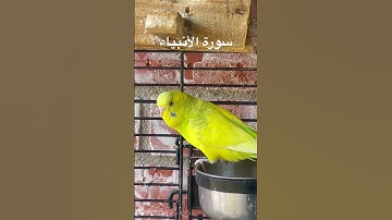 #سورة_الأنبياء #قرآن #محمد_الفقيه #اليمن #اكسبلور #العراق #طيور_حب #quran #birds #america #budgies