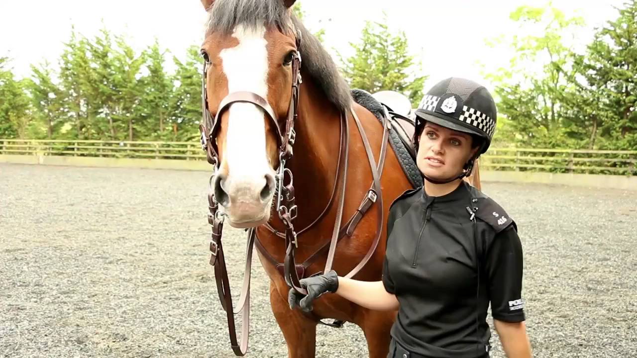A Day in the Life Police Scotland Mounted Unit YouTube