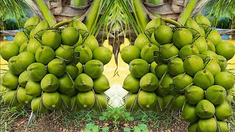Best..!! How to growing coconuts to have more fruit in the shortest time