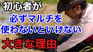 【目からウロコ】ビニールマルチの正しい選び方と賢い張り方教えます　　　【カーメン君】【園芸】【ガーデニング】【初心者】
