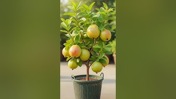 Grafting guava trees to produce more fruit #growing #grafting #fruit