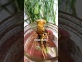 ZERO WASTE LEMONGRASS, natural cold and flu remedy and regrowing from scraps