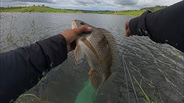 Ngày thứ 3 xã ổ câu rô phi giật cháy nách khi cá quấn ổ 