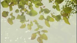 Venika Hartlyn - Metro (Official Music Video)