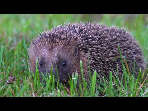 Video: Ježkovia V Kyslej Smotanovej Omáčke