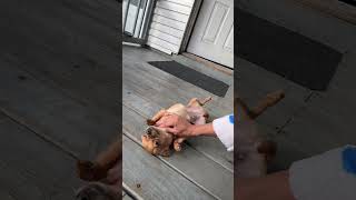 Good dog 🐕