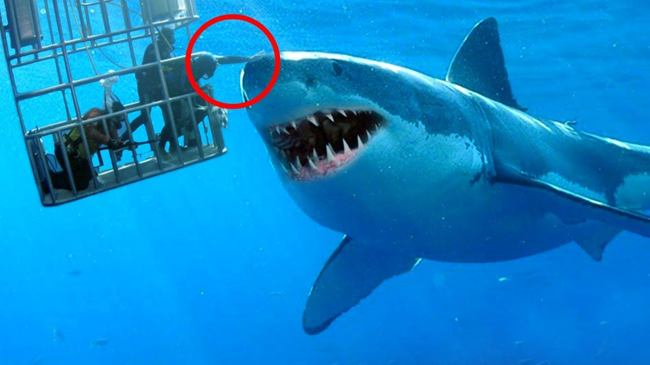 Pictures Of The Biggest Shark In The World