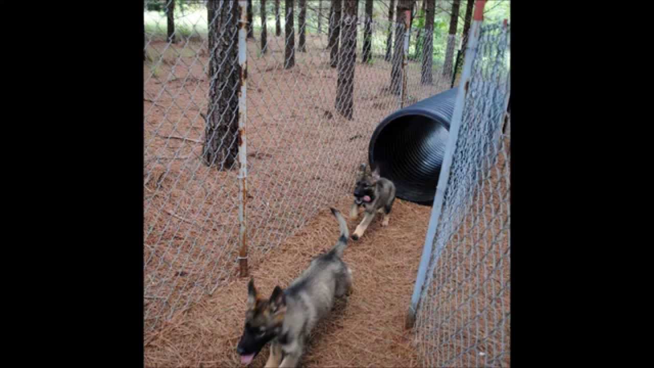 german shepherd obstacle course