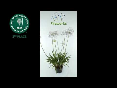 Agapanthus Fireworks 360