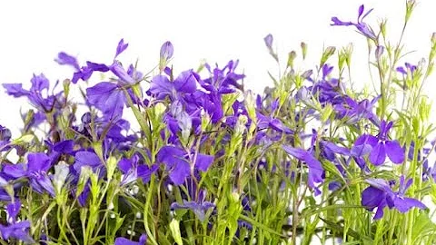 Como usar Lobelia?