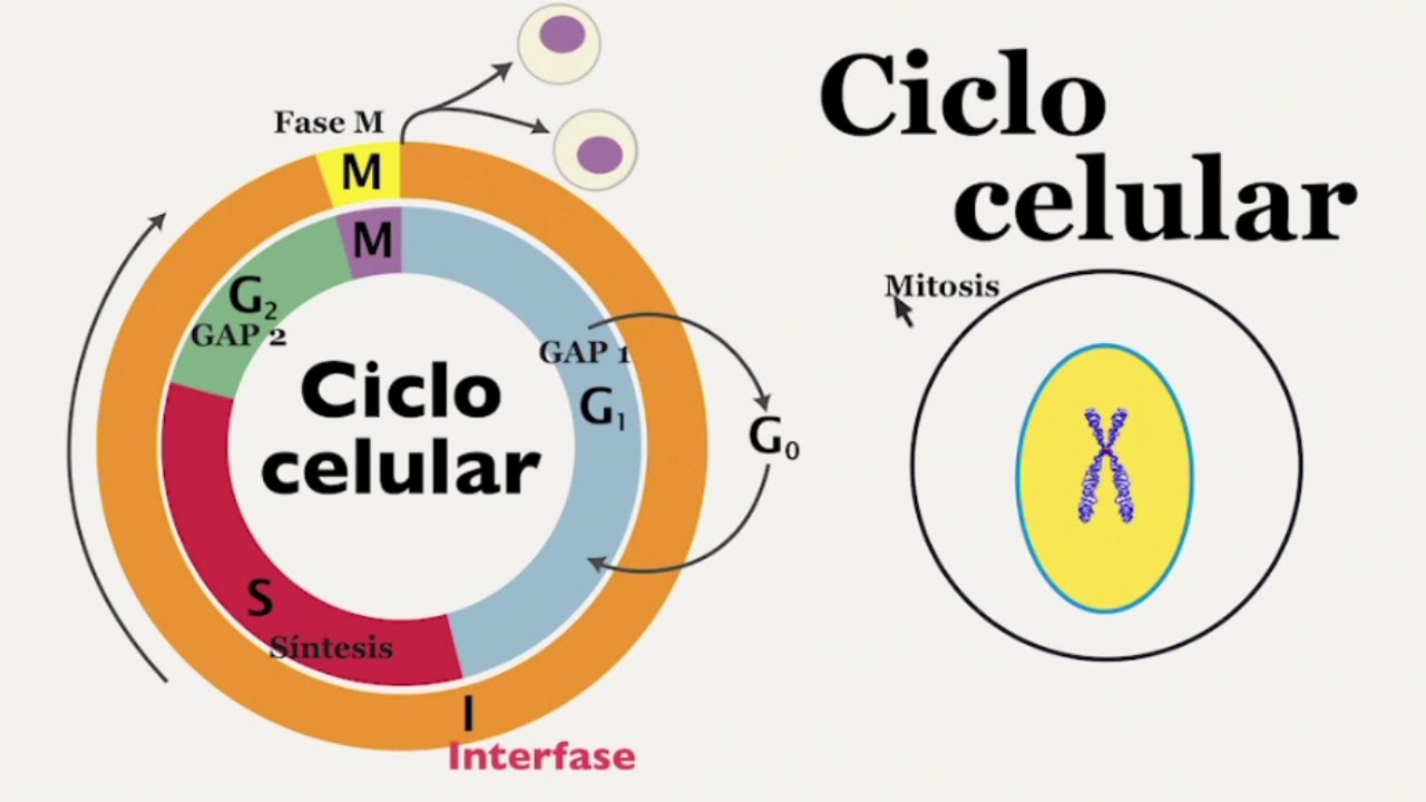 Cilco celular