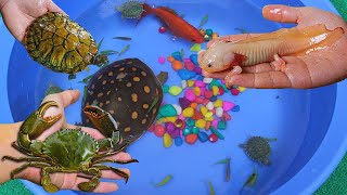 Goldfish Snail Cichlid Turtle Ping Pong Molly Fish Guppy koi Carp Brood Fish Cute Animals Video