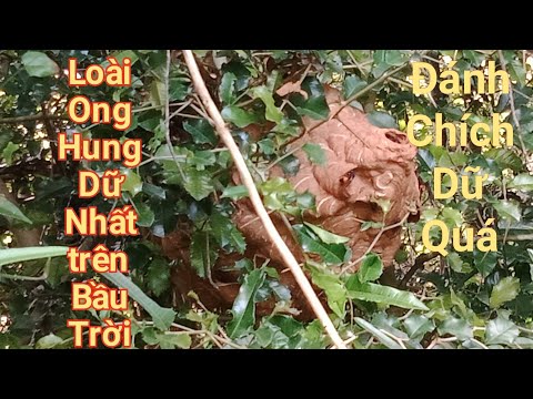 Video #104.Hốt Hai Tổ ???? Và cái kết #sănongrừng #ongvòvẽ... - youtube