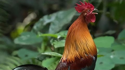 Qaib qua zoo f2 nawb Nyiam nug Tau 02029316242