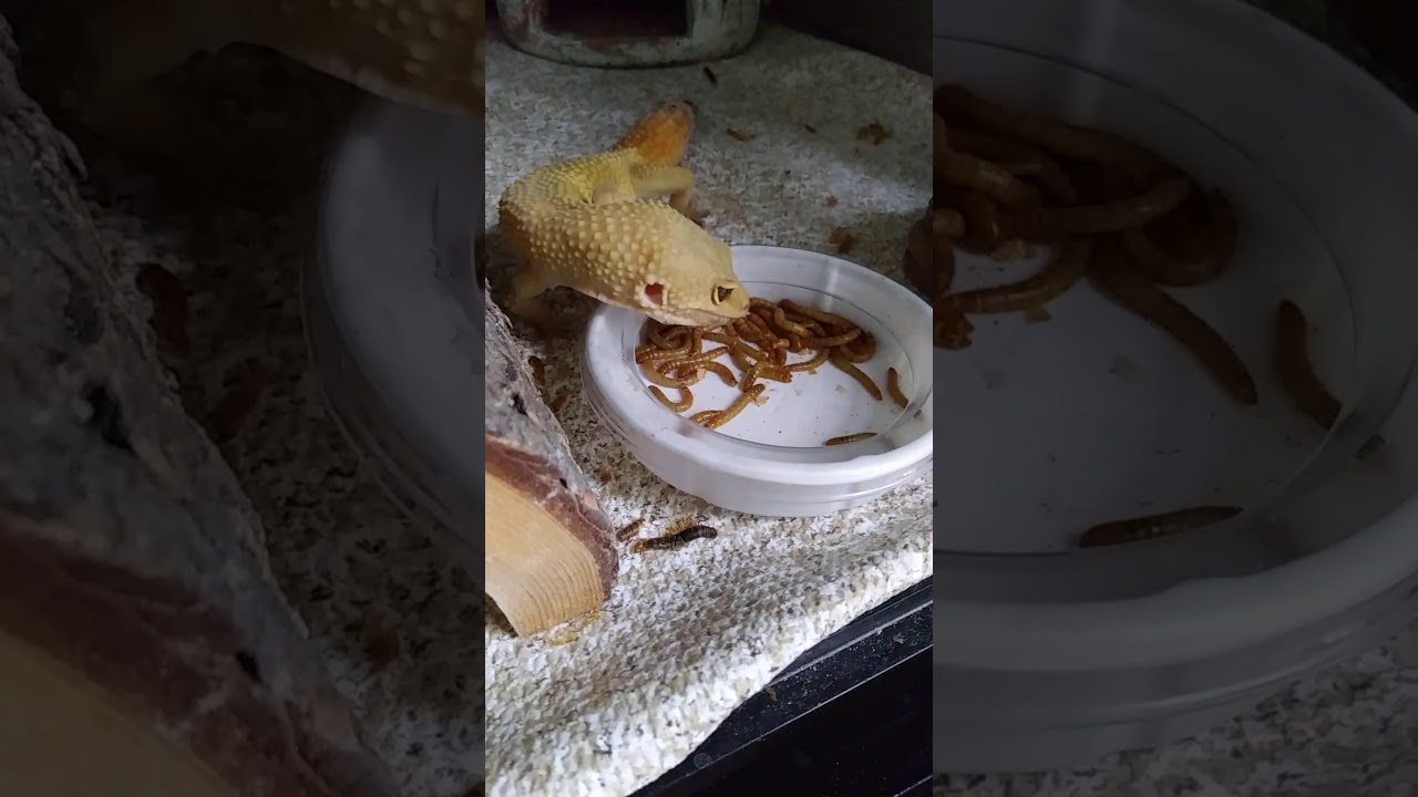 camera iphone 8 plus apk Leopard gecko eating meal worms.