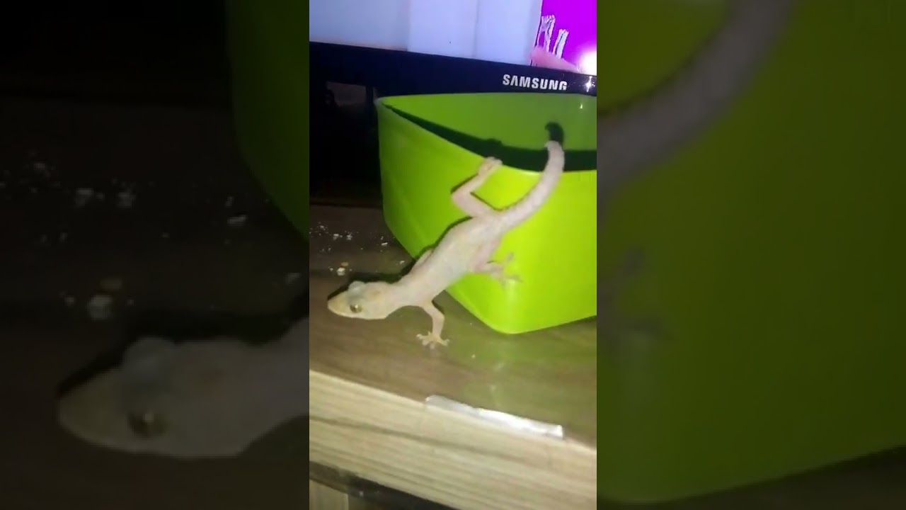 Maria a lagartixa de estimação