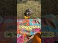 Autumn picnic with Big Tex the Sulcata Tortoise, pumpkin for the win! 🐢🍁🎃