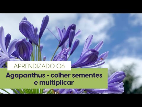 Vídeo: Propagação de Sementes de Agapanthus: Dicas para Plantar Sementes de Agapanthus