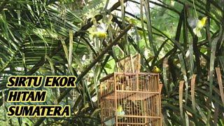 mikat sirtu ekor hitam sumatera 🥴