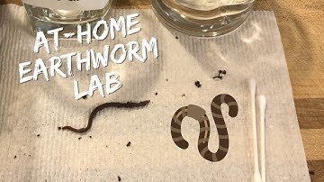At Home Lab: Earthworm Observation
