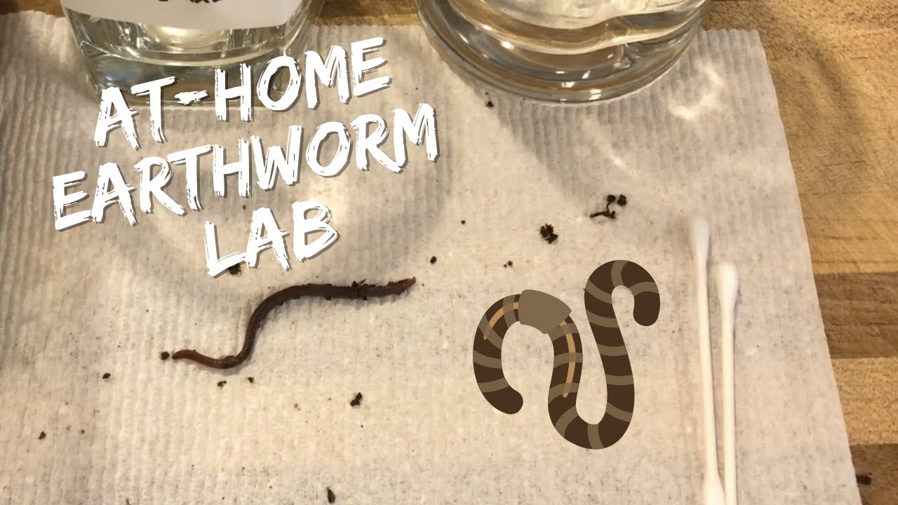 At Home Lab: Earthworm Observation 