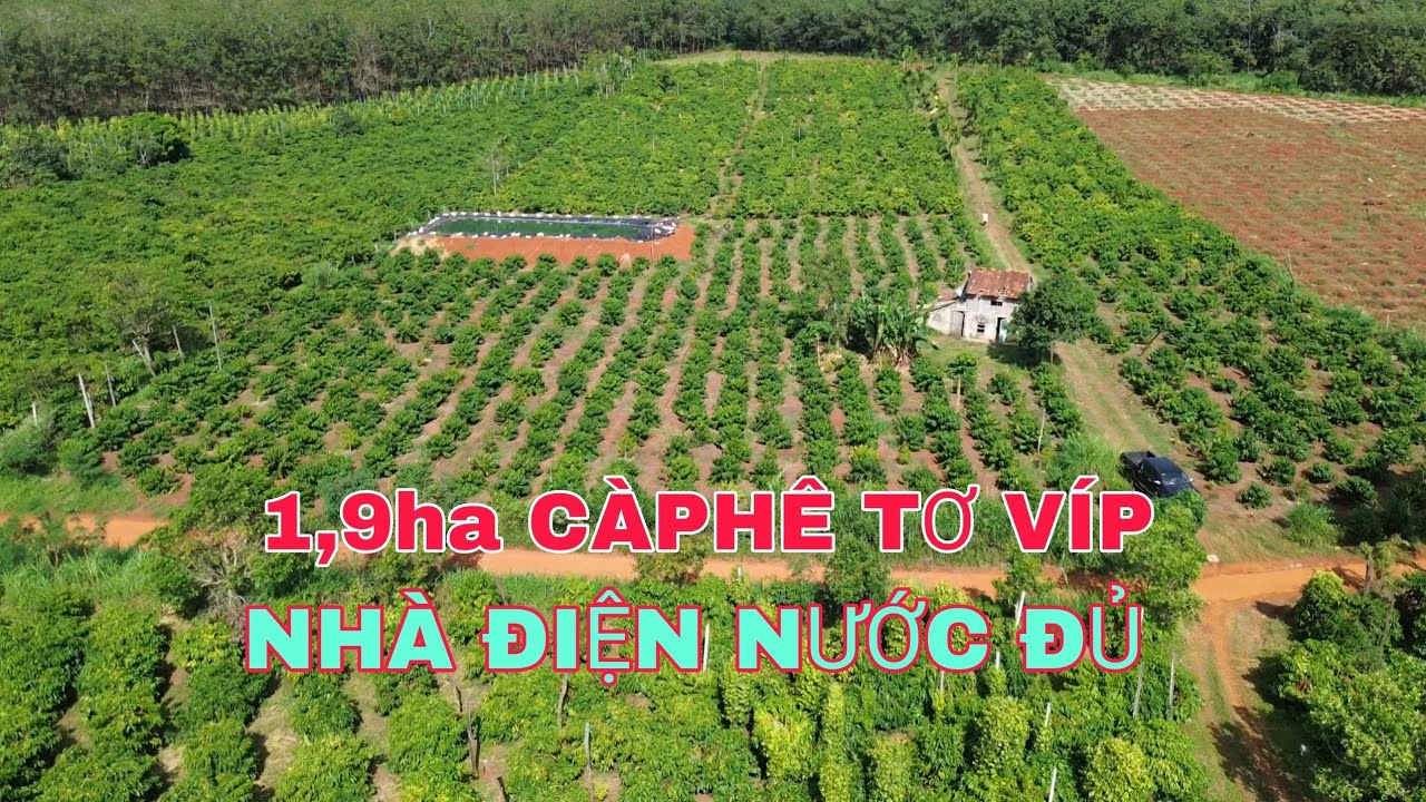 Cần nhượng lại 1,9ha càphê tơ nhà rẫy điện nước đủ đường xe hơi 