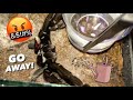 Watering my tarantulas part 1 to 10  throwback all episodes 