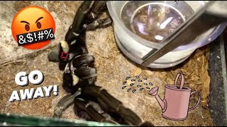 WATERING my TARANTULAS “(Part 1 to 10)” !!! #throwback ALL EPISODES ..