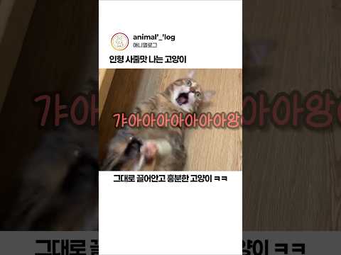 인형 사줄맛 나는 고양이 #고양이 #인형 thumbnail