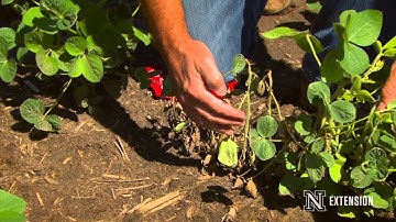 Phytophthora in Soybeans