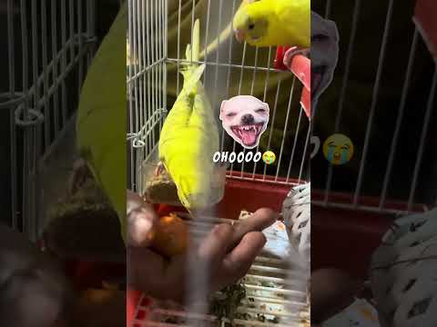 D-2 of budgies ❤️ #telugu #minivlog #vlog #reachmorepeople #birds #birdlovers
