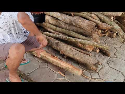 Video: Cara Membuat Kocokan Kulit Kayu Birch