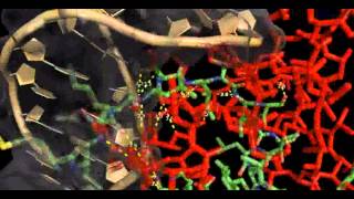 Copg Dimer Interactions