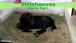 Lh Cam - Horse Fart Day Nr.1