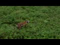 Тигрица, отловленная в Хасанском районе Приморья, вернулась в дикую природу