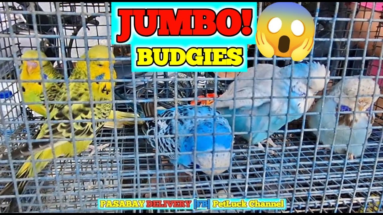 LOVEBIRDS SUPER SALE SA HULONG DUHAT MALABON