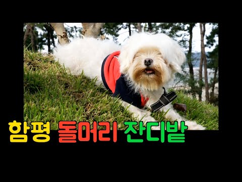 [말티즈] 535탄.함평 돌머리 잔디밭에서 힐링하는 말티즈들
