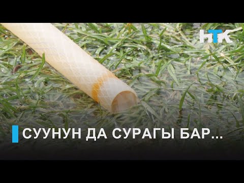 Video: Бирөөнүн өзүнө зыян келтирүү адатын кантип токтотсо болот