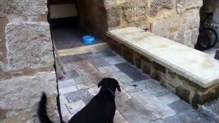 Birds are stealing my dogs food!