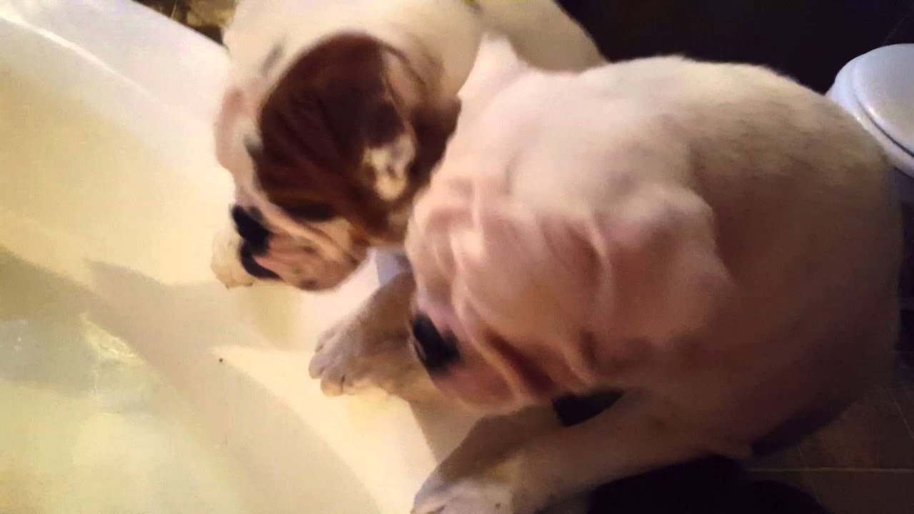 English Bully Tubby time