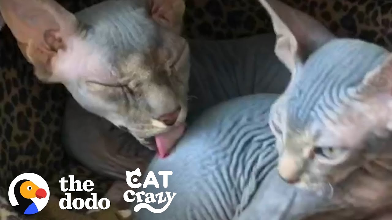 ⁣Hairless Cat Brothers Love To Wrestle And Growl At Each Other | The Dodo Cat Crazy