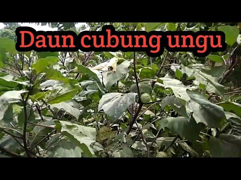 4 OBAT SAKIT GIGI ALAMI YANG PALING AMPUH (1 JAM LANGSUNG SEMBUH). 