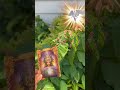 🦋🙏 You may want to do this today! Angel Answers Yes Or No 06/12/2023